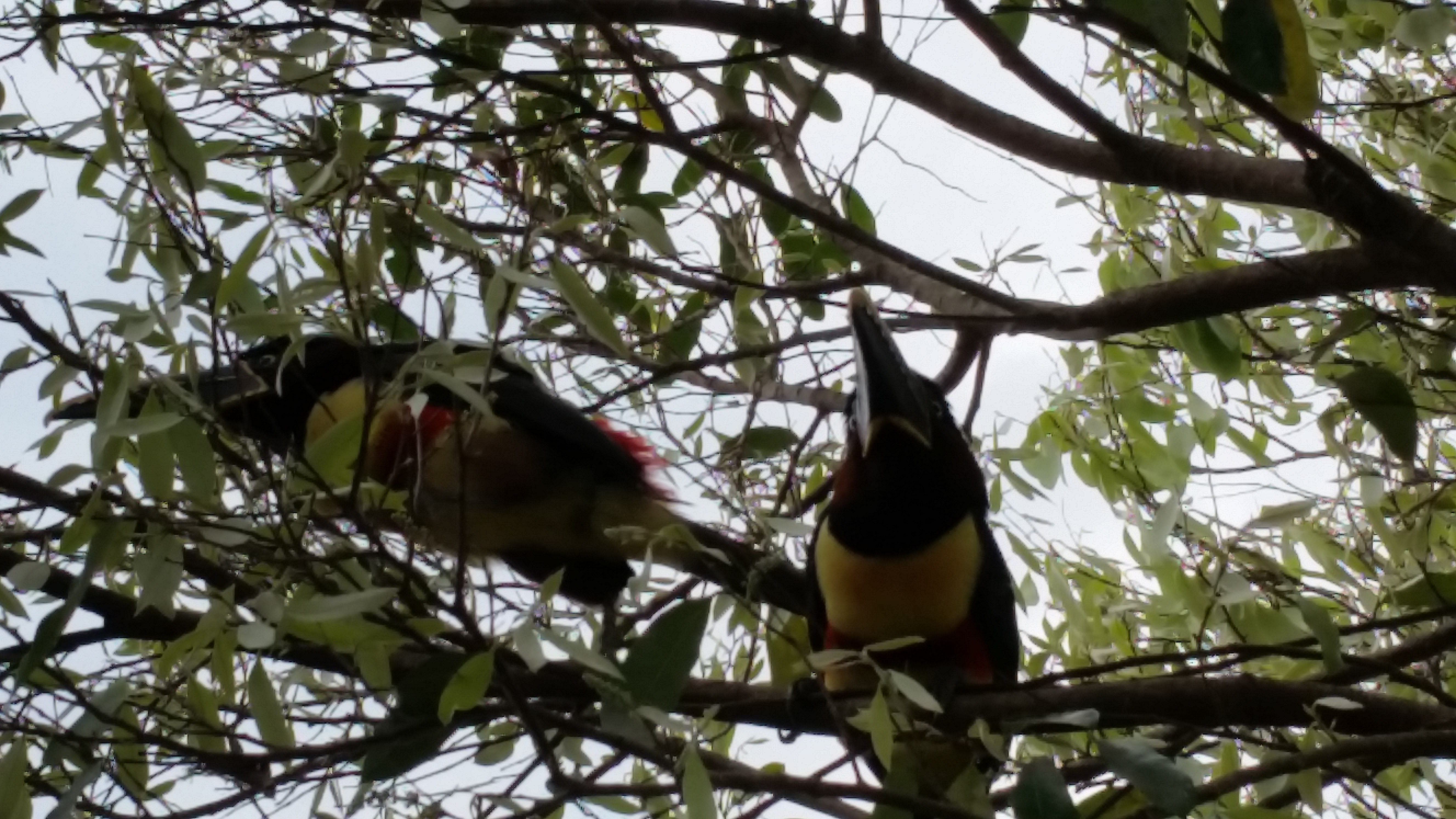 Casal de araçari em árvore no campus da UEM (Foto: Alessandro Rocha)